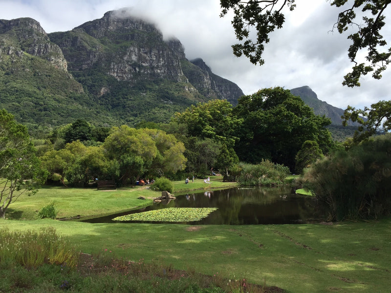 Kirstenbosch Gardens
