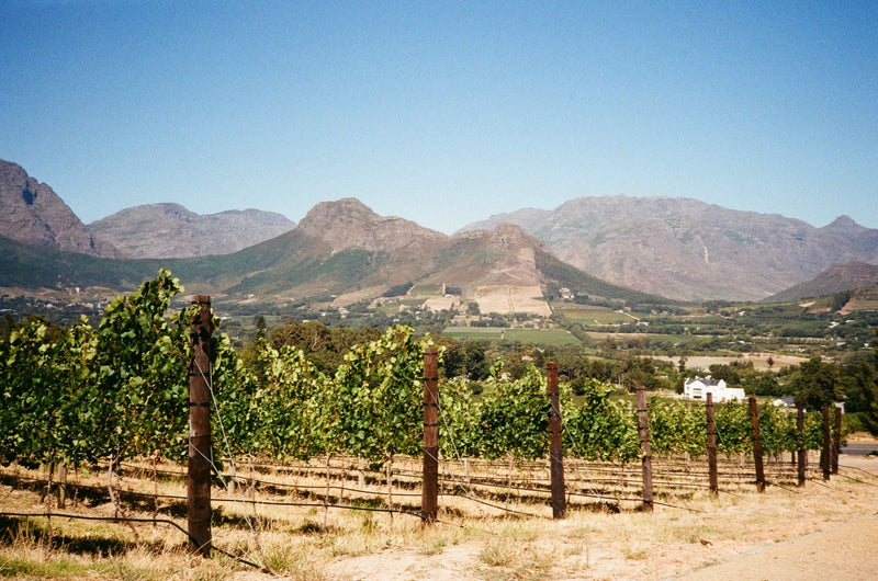 Constantia Wine Valley